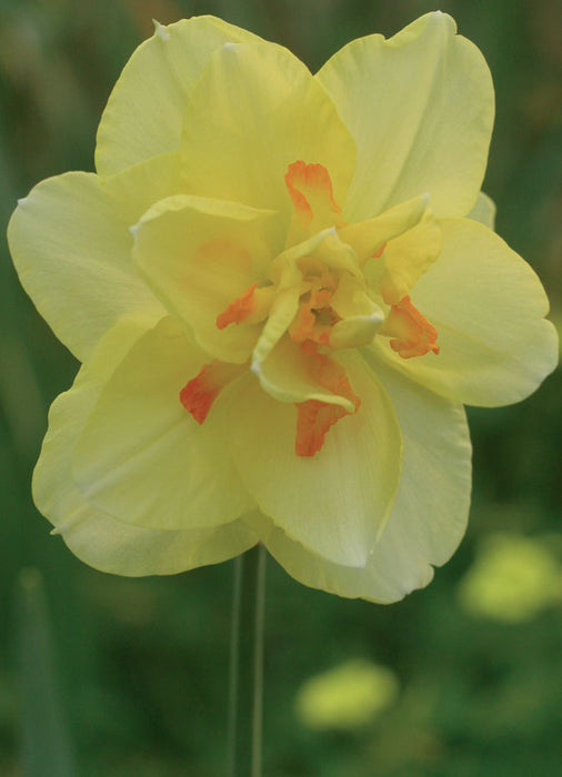 Daffodil Bulbs – Planting guidelines for success