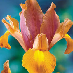 Iris Plant – More than just a master painting