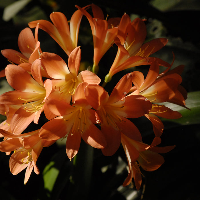 Growing Clivias in South Africa