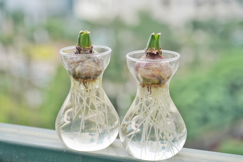 Heavenly Hydroponic Hyacinth