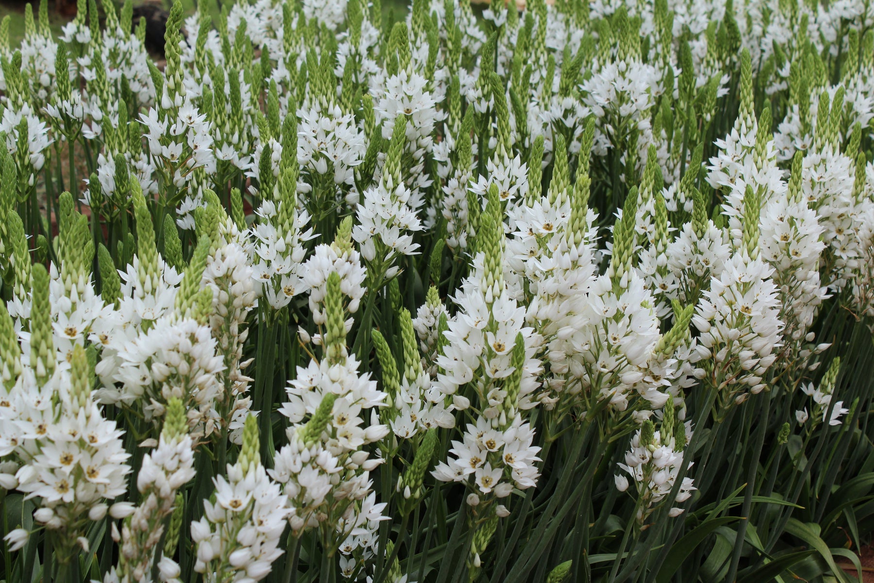 Care Tips for Ornithogalum (chincs)