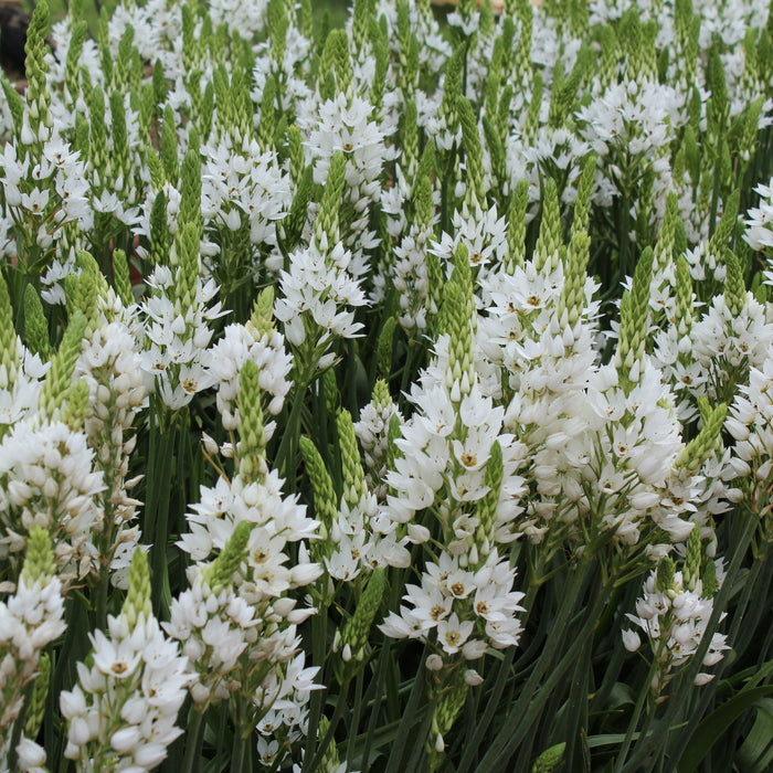 Care Tips for Ornithogalum (chincs)