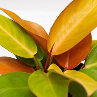 How to care for your <em>Philodendron</em> ‘prince of orange’