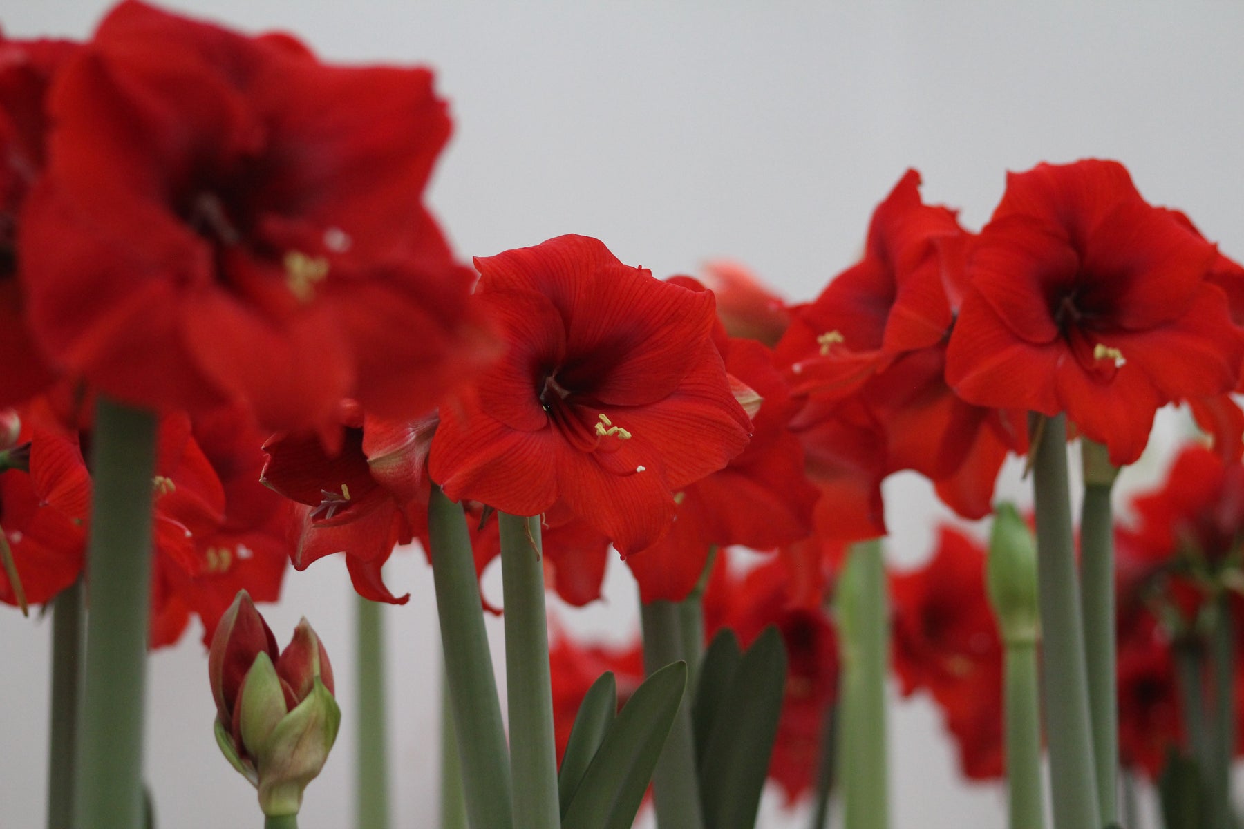 Cultivating Beautiful Amaryllis Flowers with Ease