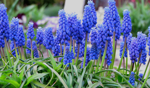 Muscari, from edible delicacy to river of dreams