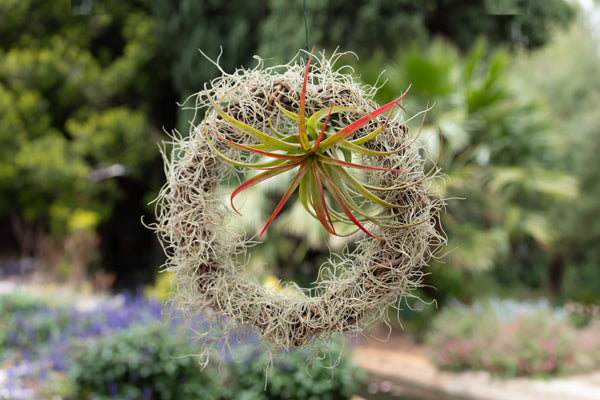 DIY Air Plant Wreath  Hadeco.co.za