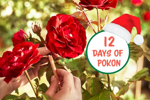 A Guide to Twelve days of Pokon 