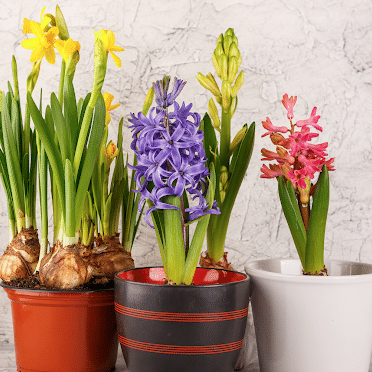 Which bulbs can be planted in containers?