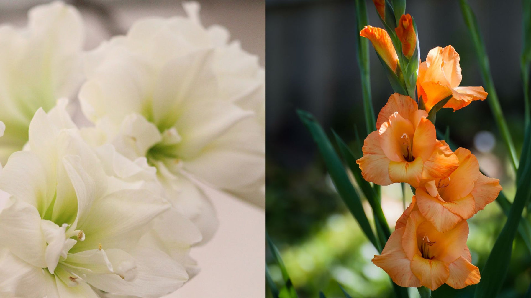 Summer Beauty: Amaryllis and Gladiolus