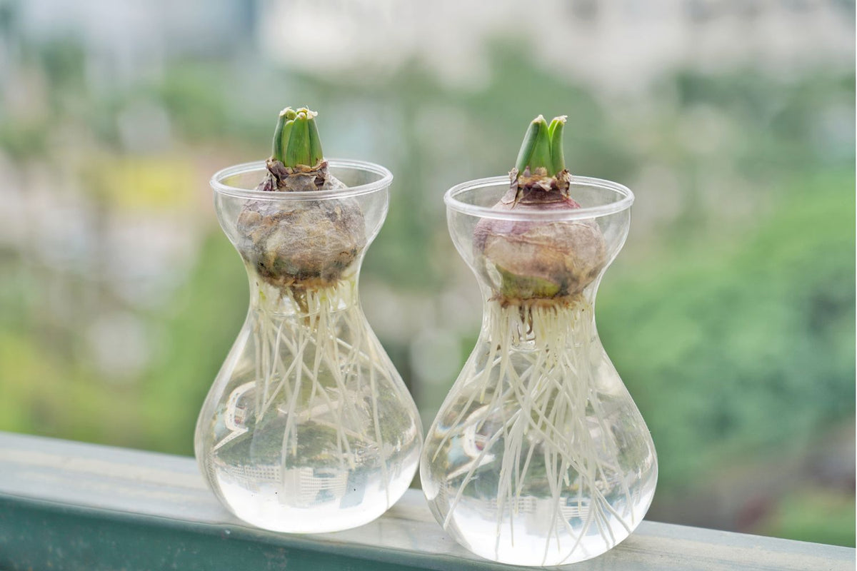 Growing blooming bulbs on water — Hadeco.co.za