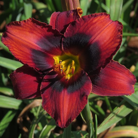 Hemerocallis