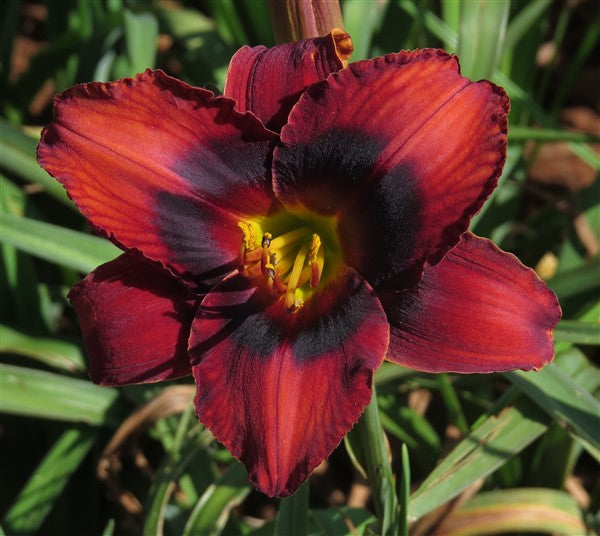 Hemerocallis