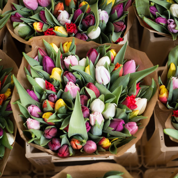 Tulip: A winter joy in South Africa
