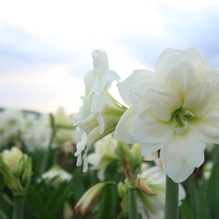 alfresco hippeastrum blooming  in field