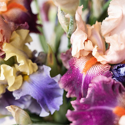 Cultivating a rainbow: bearded irises care guide