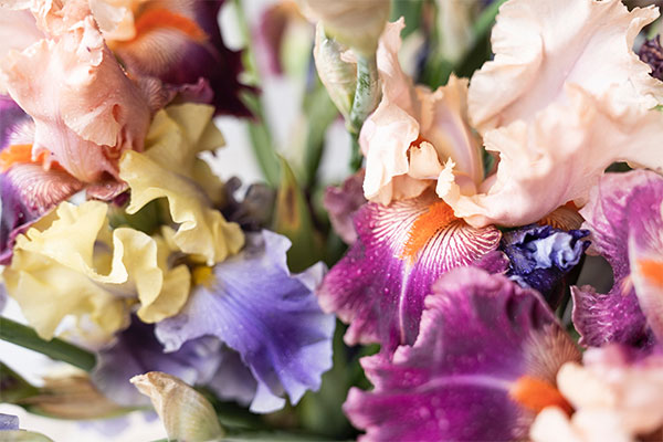 Cultivating a rainbow: bearded irises care guide