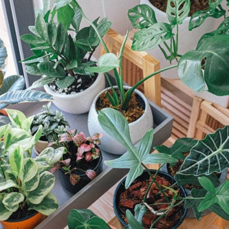 Which plant parent are you?