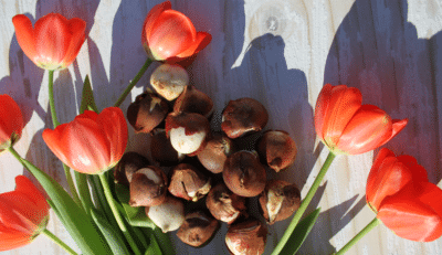 Tempting Tulips