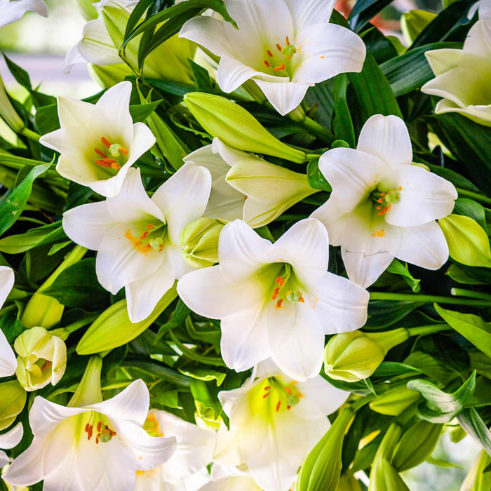 Everything you need to know about different types of Lilium