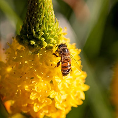 'Bee’ Friendly in your Backyard