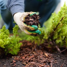 Learn How To Use Magnificent Mulch In Your Garden