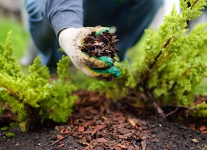 Learn How To Use Magnificent Mulch In Your Garden