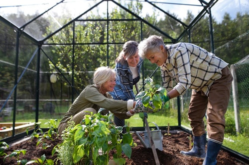 Top Tips For Companion Planting