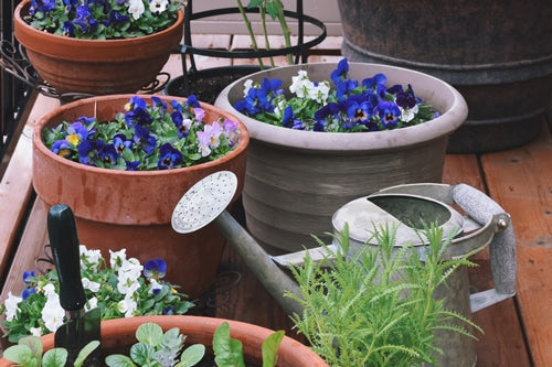 No space, no problem: 5 gardening tips for small spaces 