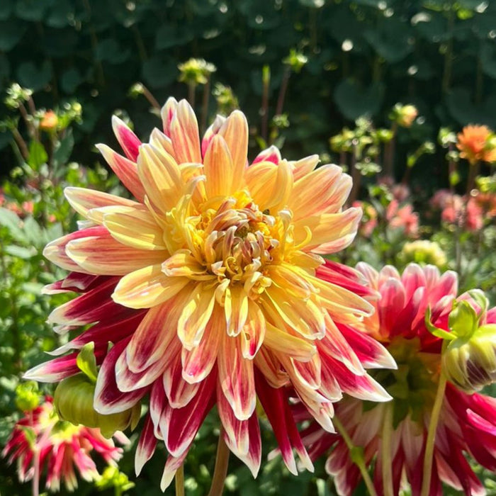 dahlia in garden