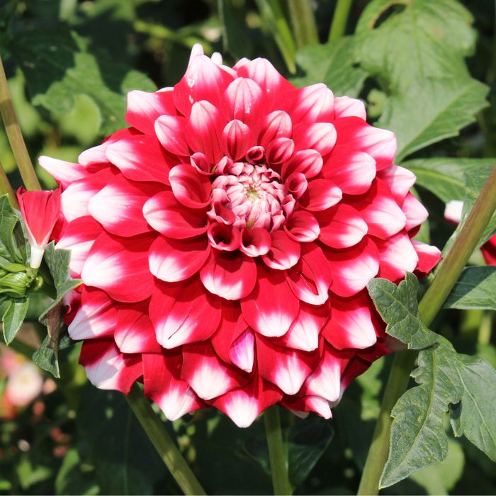 Dahlia grown on Hadeco farm