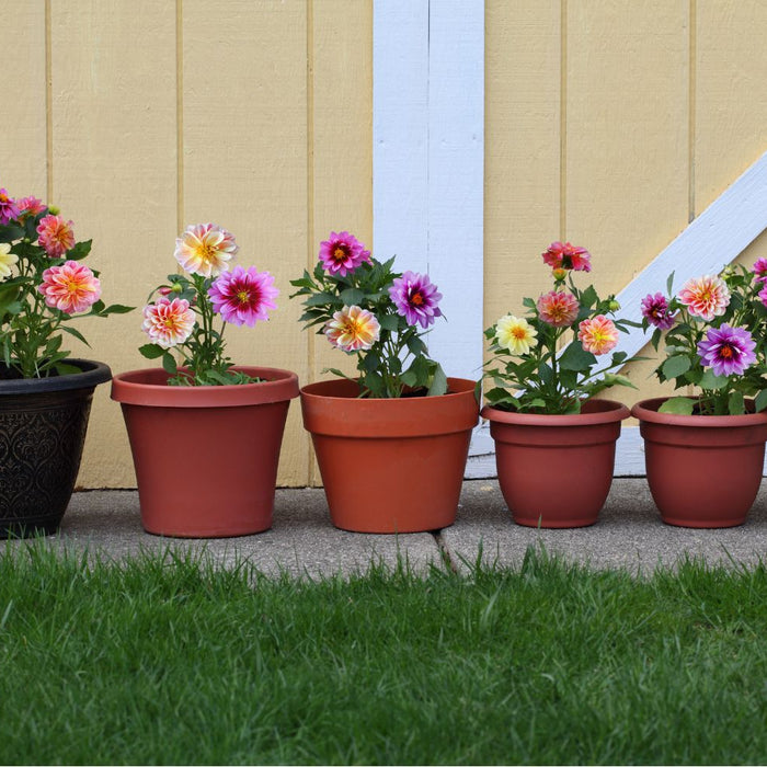 Dahlia in containers