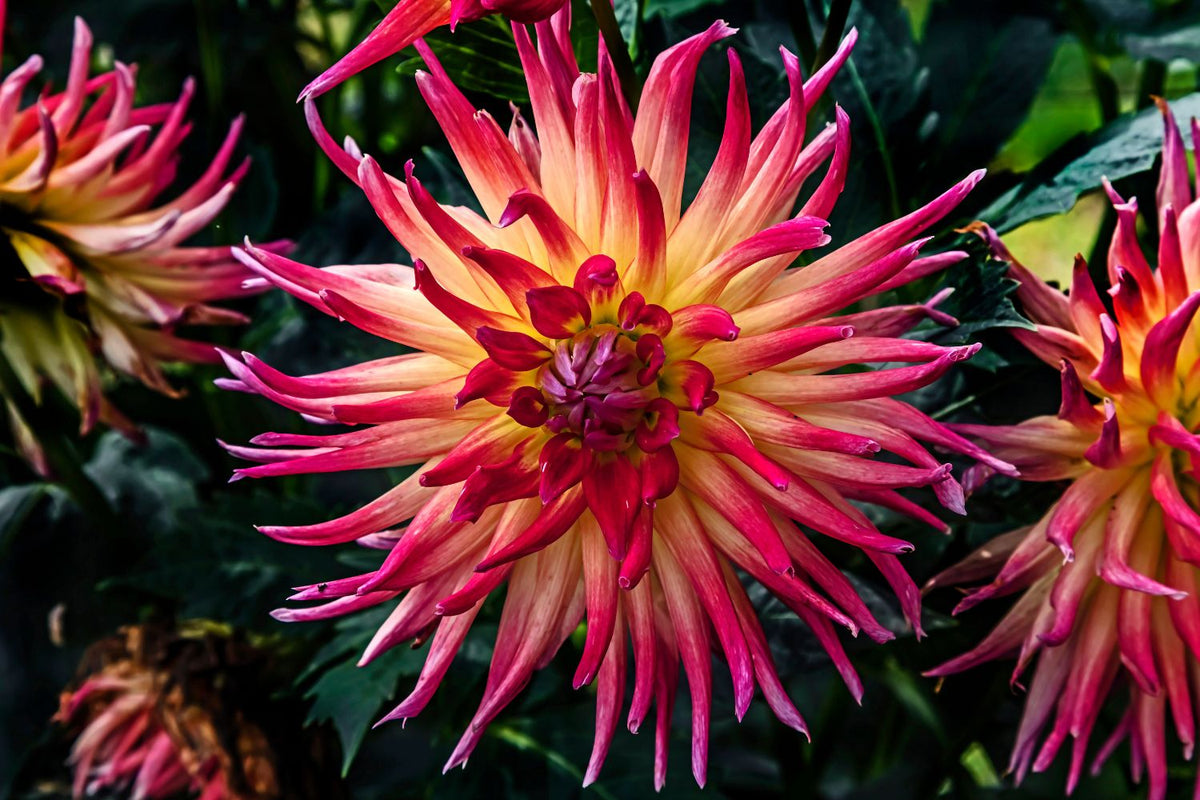 Cultivate Locally-Grown Dahlia with Ease — Hadeco.co.za