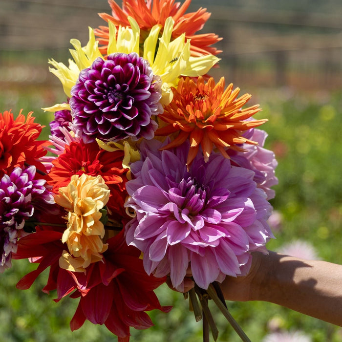 Cut dahlia flowers