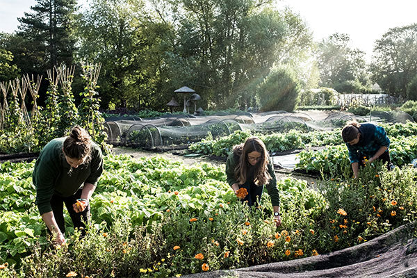 Fantastic foodscaping: interplanting for a healthy harvest, colour and texture