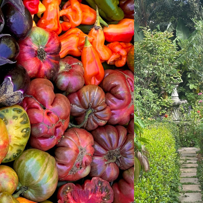 colourful organic vegetables grown by Life is an Organic Garden