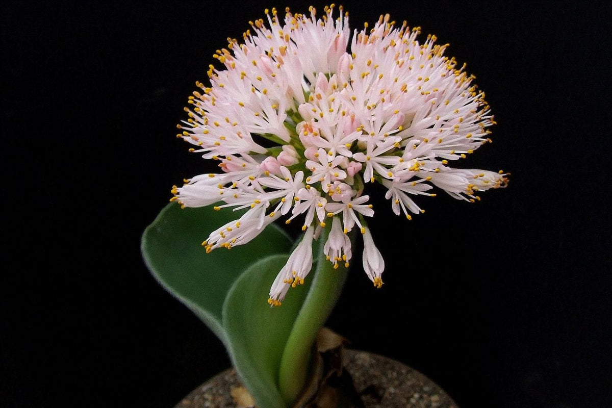 The Haemanthus Gardening Guide — Hadeco.co.za