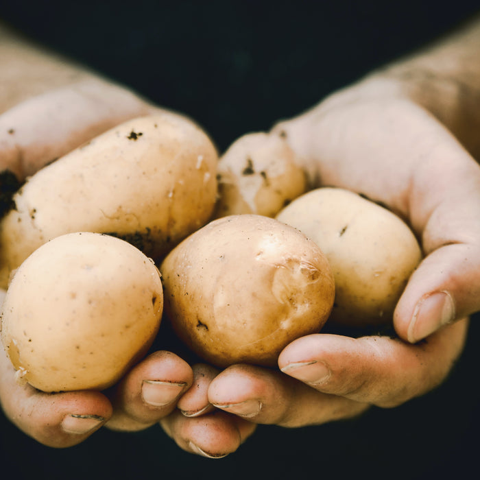 How to Grow Perfect Potatoes: A Spud-tacular Journey!