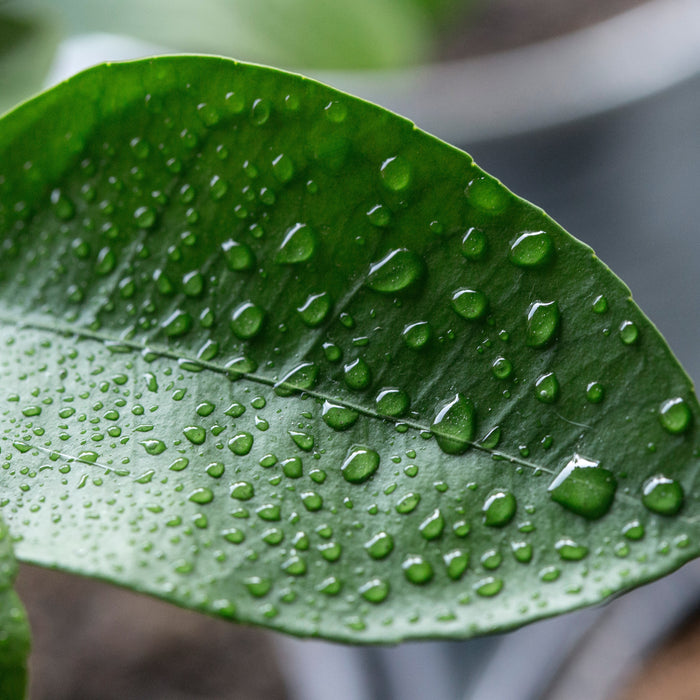 Humidity hacks for tropical plants in every room