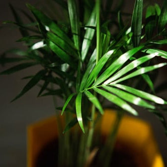 How to look after your<em> Dypsis lutescens</em>