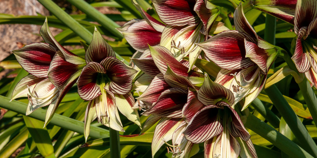 Grow Hippeastrum papilio (butterfly amaryllis)  Hadeco.co.za