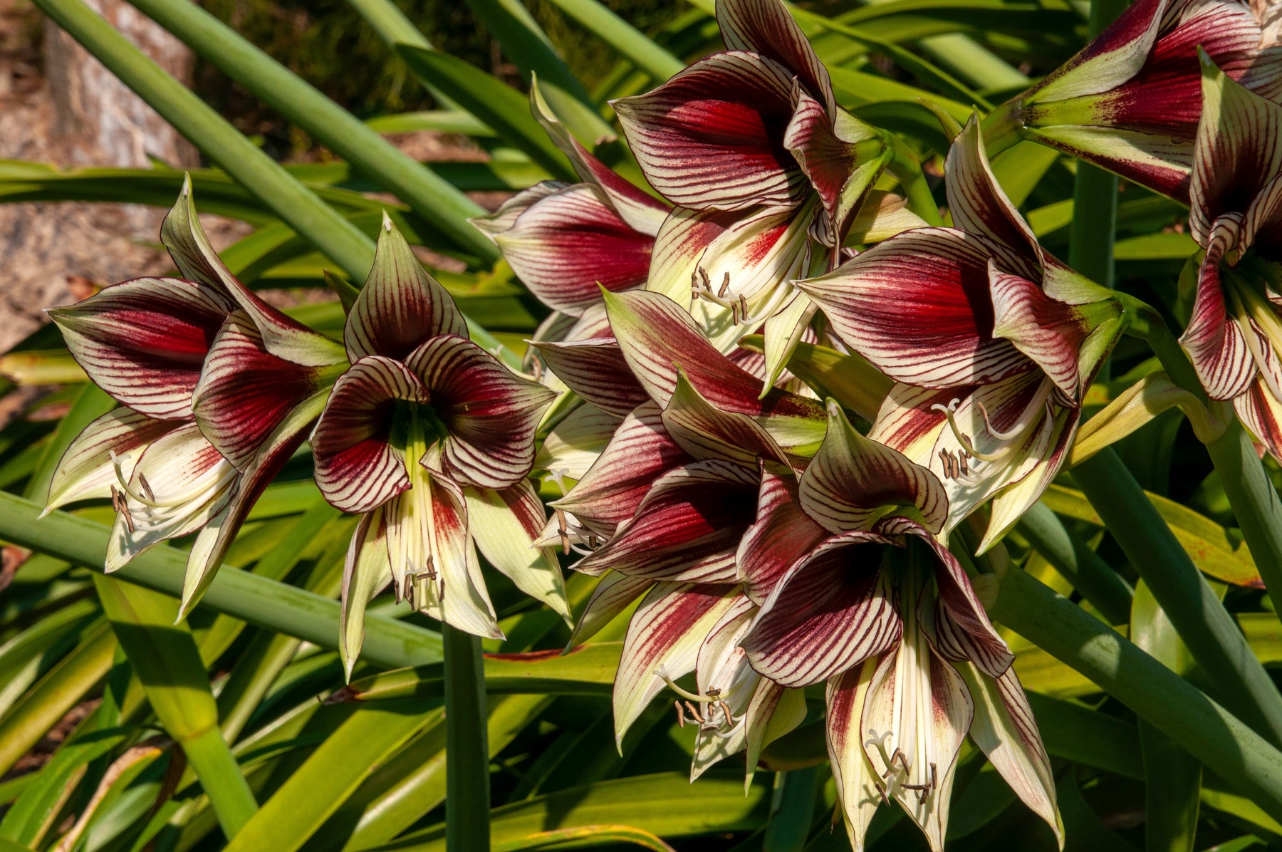 Grow Hippeastrum papilio (butterfly amaryllis)