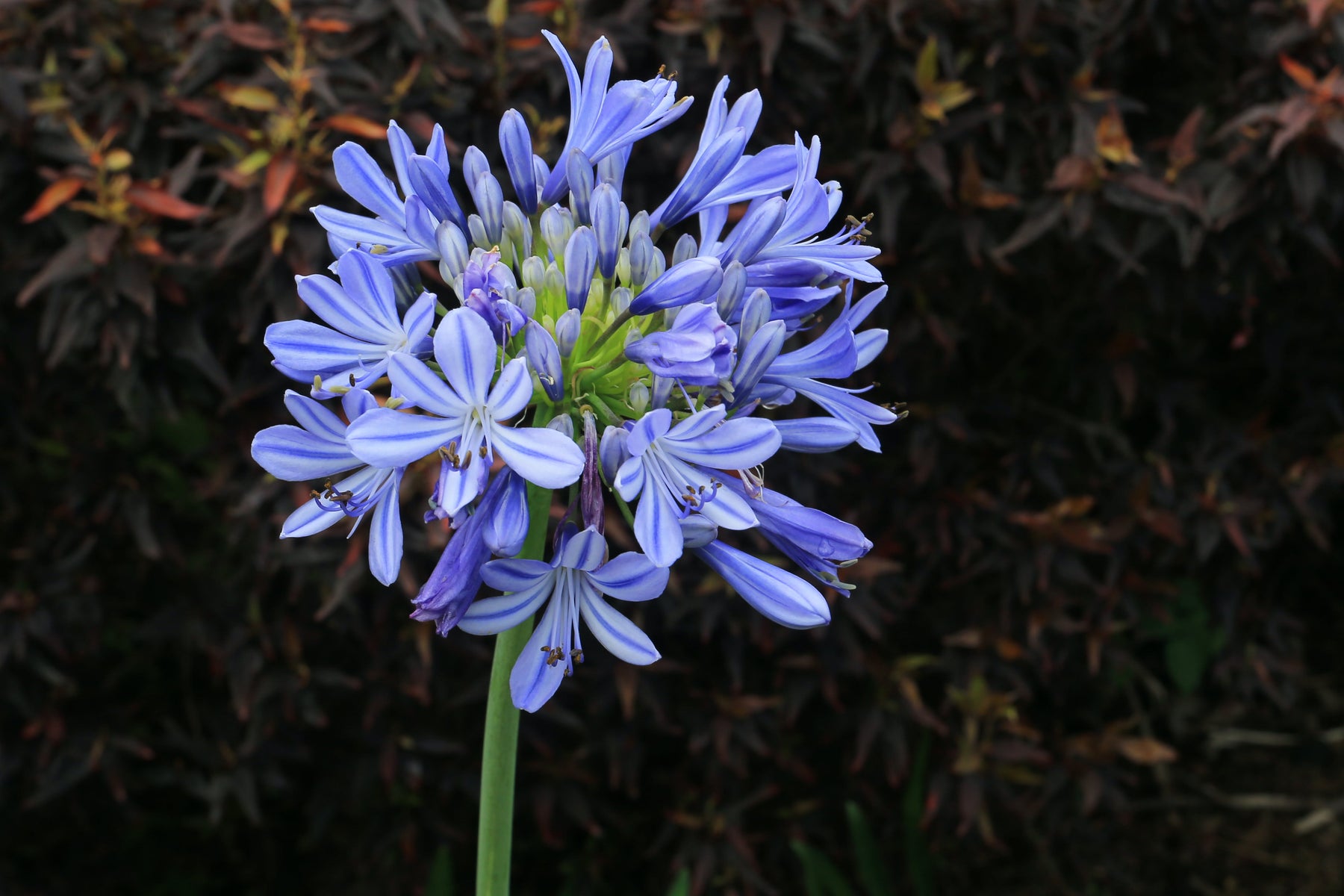 Agapanthus: Cool Beauty For Sweltering Summers