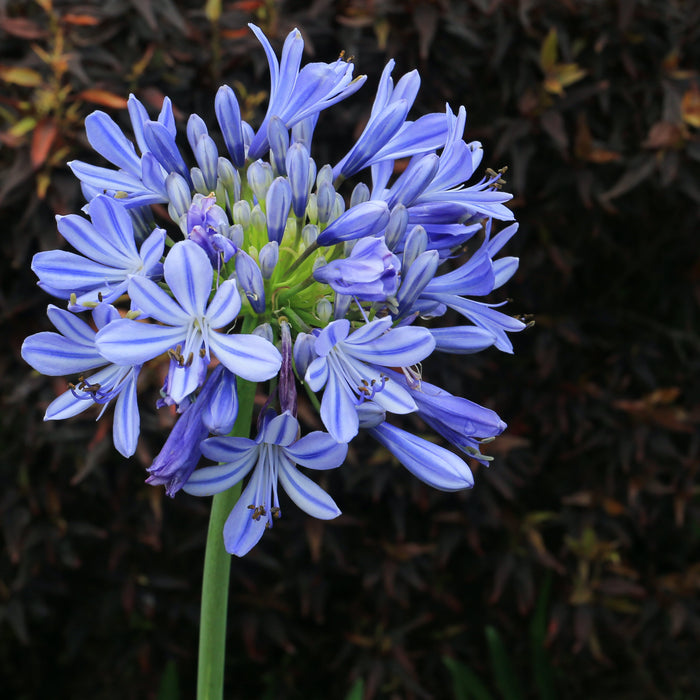 Agapanthus: Cool Beauty For Sweltering Summers