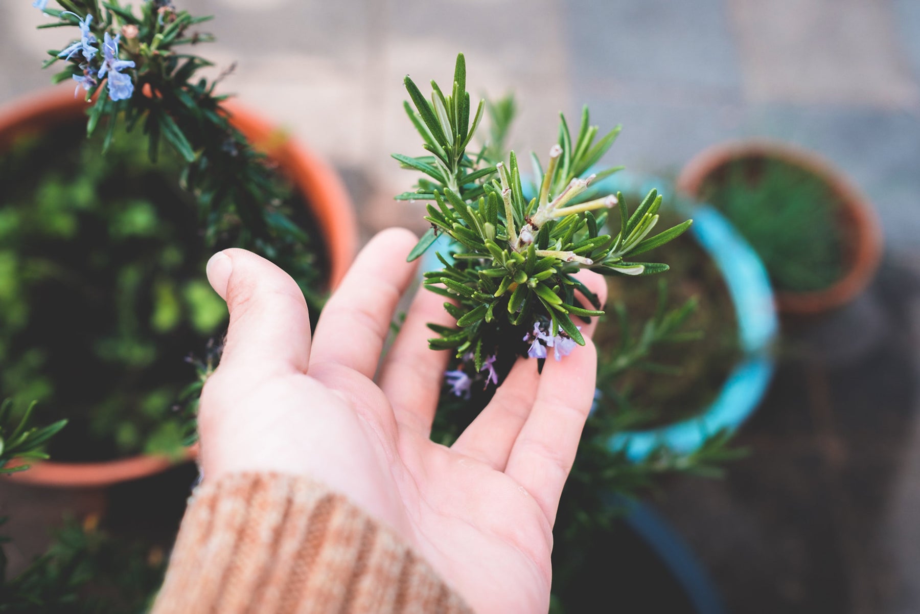 Grow Your Own Rosemary