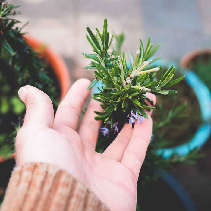 Grow Your Own Rosemary