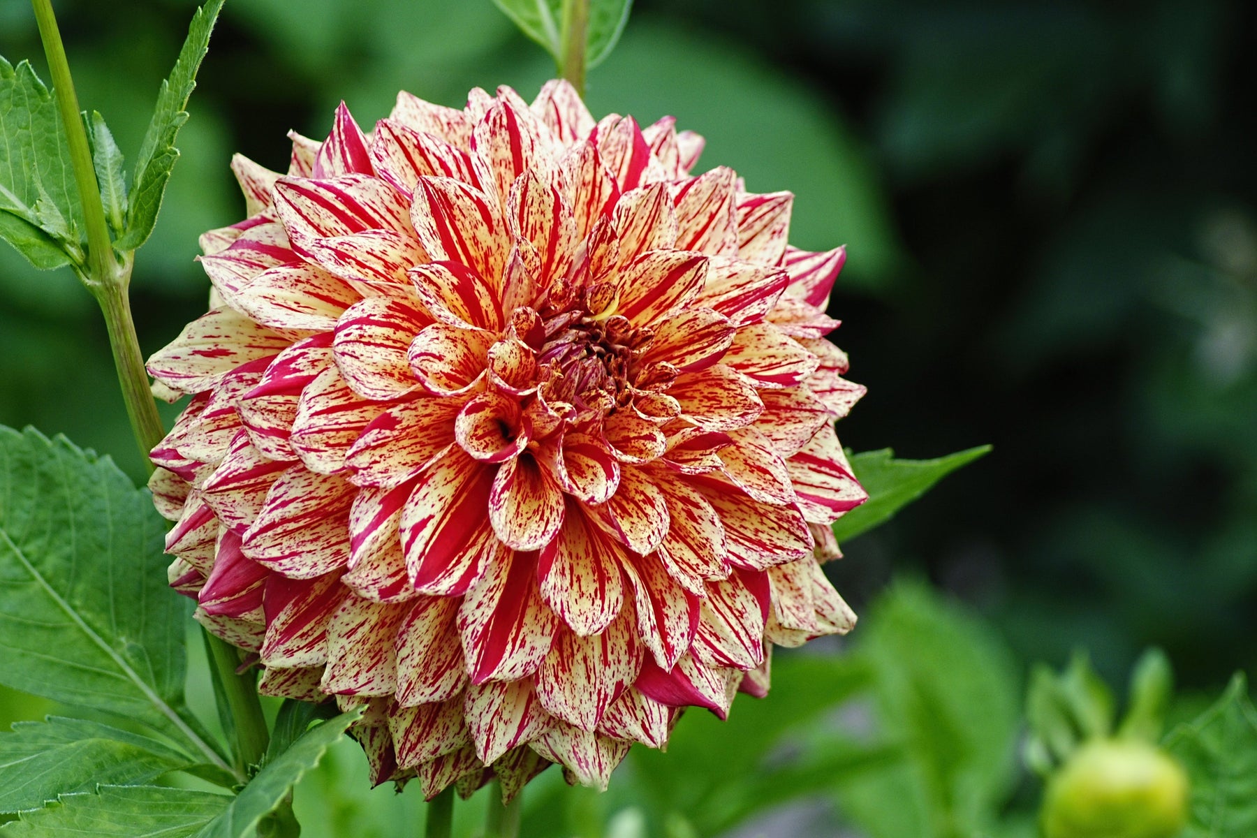 Sustaining Dahlias: A Gardener's Guide to Continuous Beauty