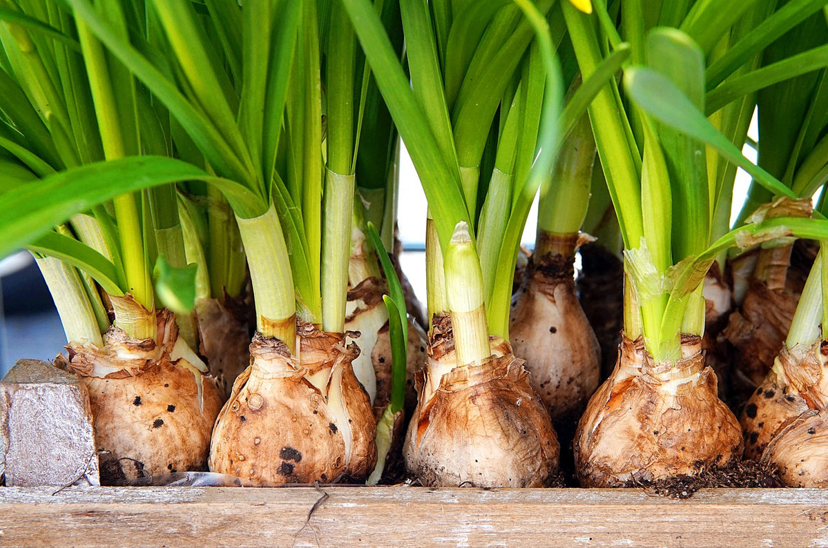 A feast for the eyes Planting bulbs in layers — Hadeco.co.za