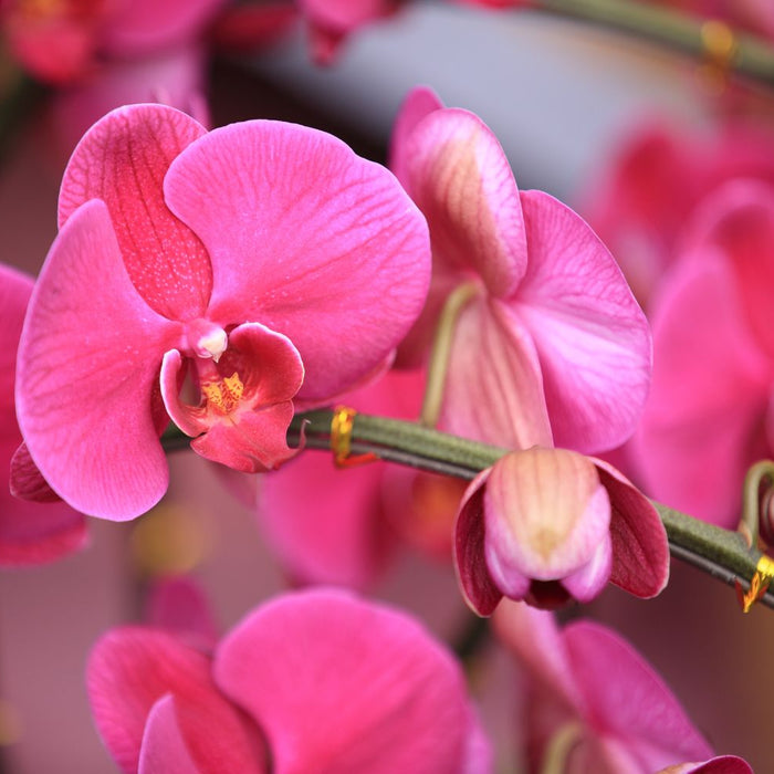 Phalaenopsis (moth orchid) Care Guide