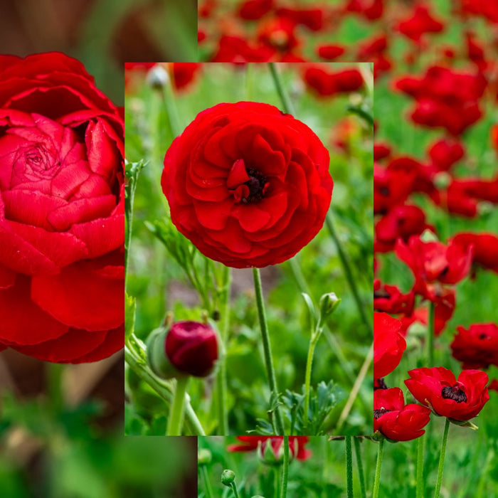 Red flowers - plant ranunculus bulbs in May