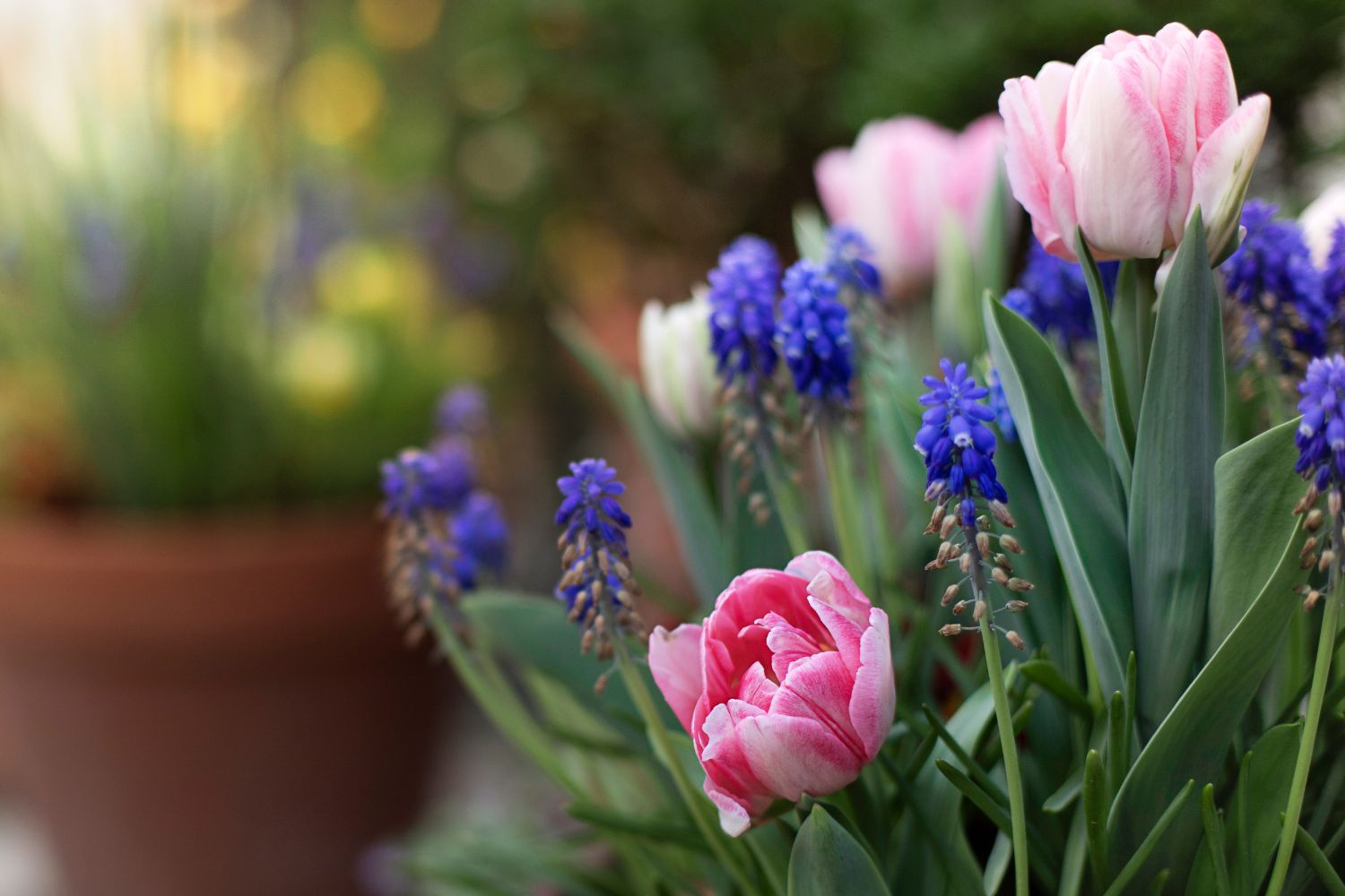 Spring Blooms